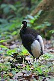 Pale-winged Trumpeter